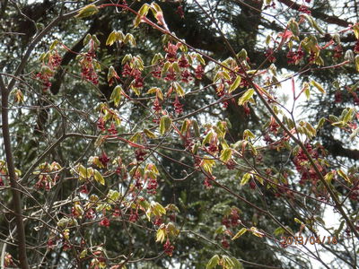 山門水源の森、海津大崎