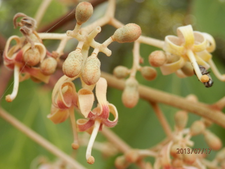 こんな花って　見た事ある？