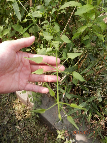 金勝川　　　秋の花