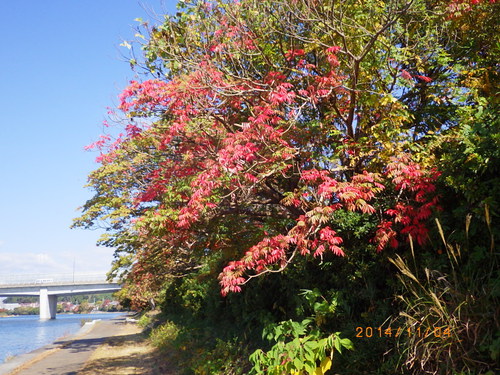 瀬田川　河畔チャリ行