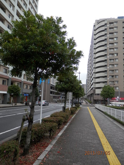 御近所の木