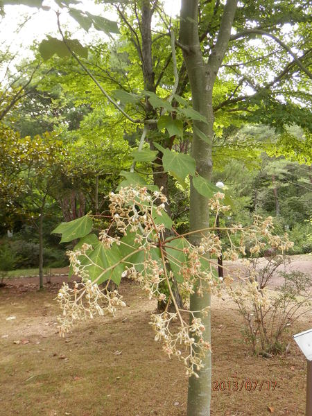 こんな花って　見た事ある？