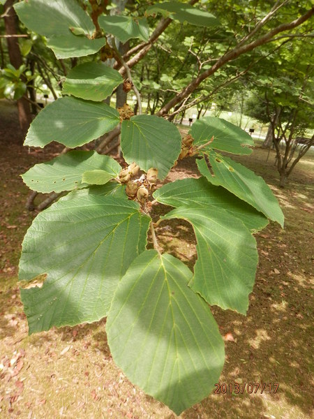 こんな花って　見た事ある？