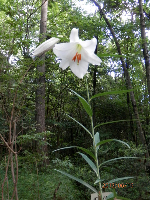 観察の森　６月例会