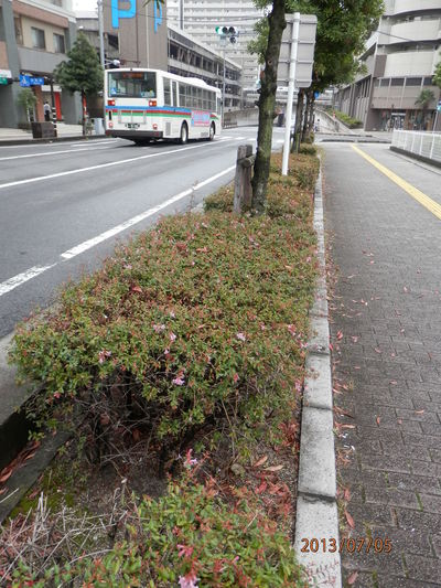御近所の木
