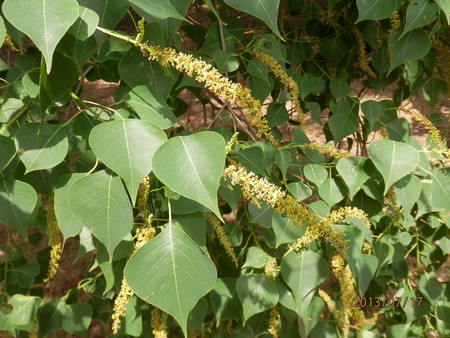 こんな花って　見た事ある？