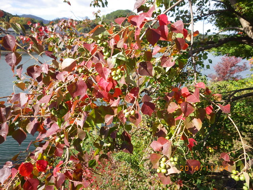 瀬田川　河畔チャリ行