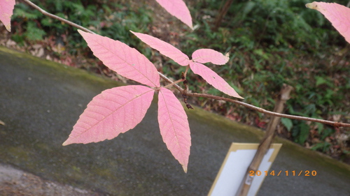 森の秋模様