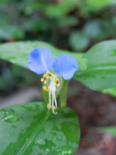 観察の森　６月例会