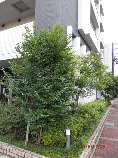 御近所の木