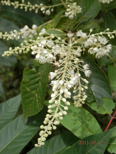こんな花って　見た事ある？