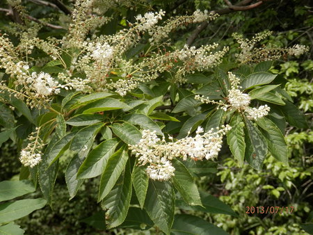 こんな花って　見た事ある？