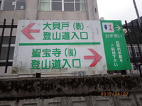 藤原岳の福寿草