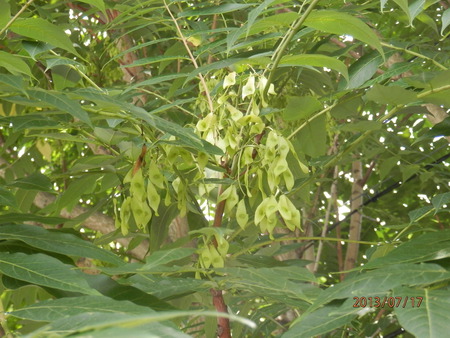 こんな花って　見た事ある？