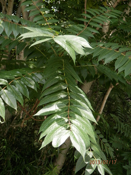 こんな花って　見た事ある？