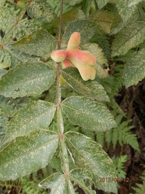 金勝川　　　秋の花