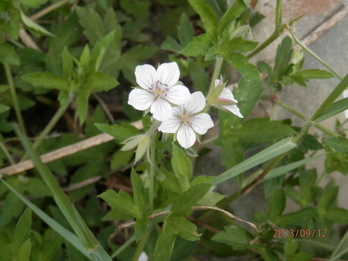金勝川　　　秋の花