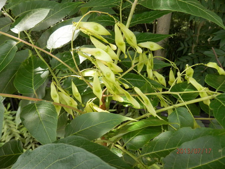 こんな花って　見た事ある？