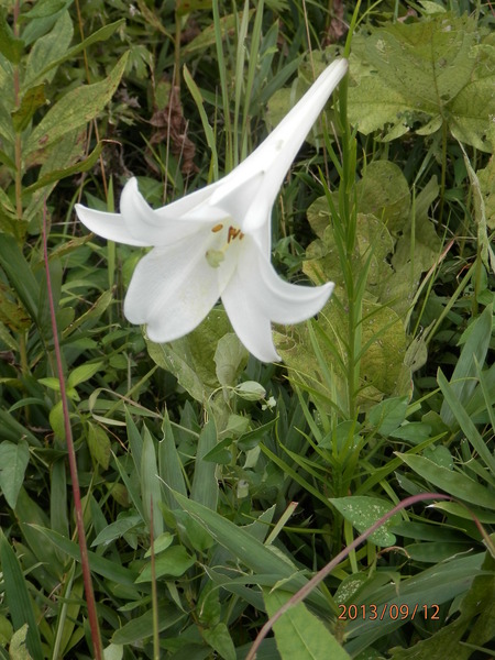 金勝川　　　秋の花