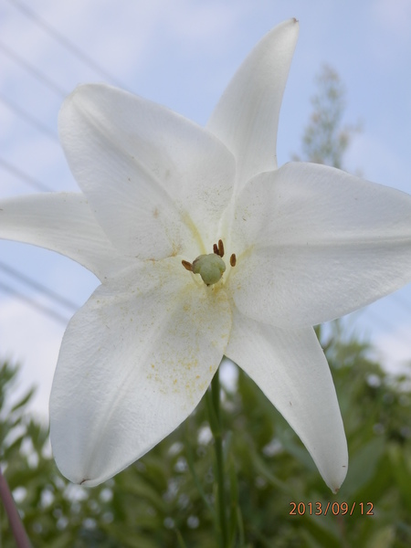 金勝川　　　秋の花