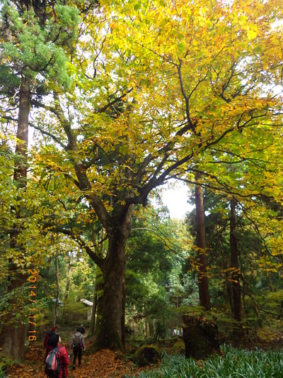 11月16日　 菅山寺