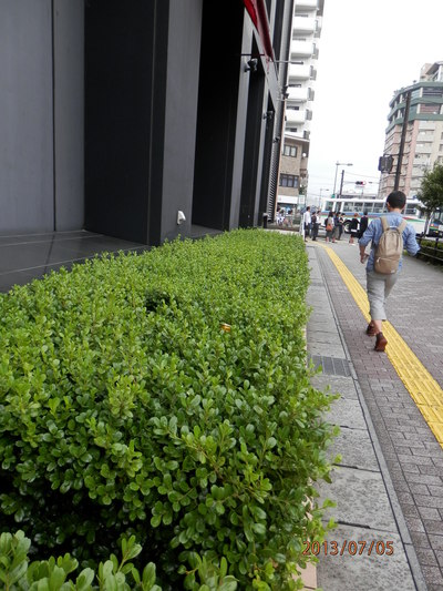 御近所の木