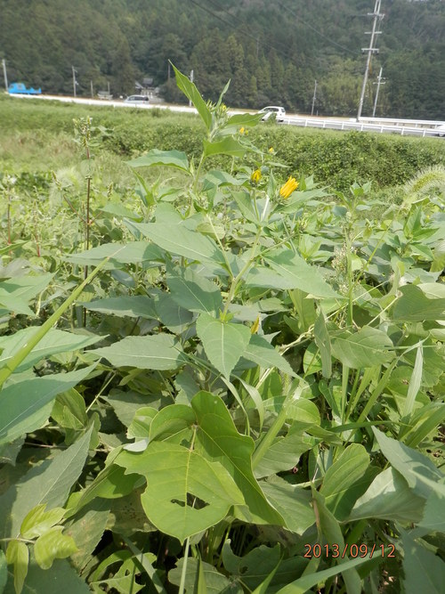 金勝川　　　秋の花