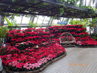 熱帯の花