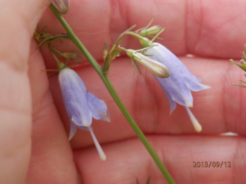 金勝川　　　秋の花