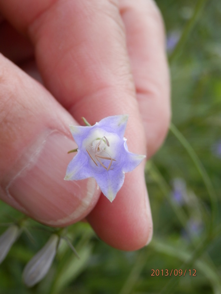 金勝川　　　秋の花