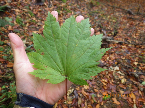 11月16日　 菅山寺