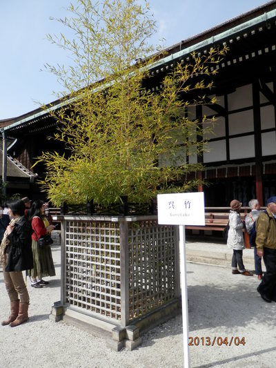 御所　春の一般公開