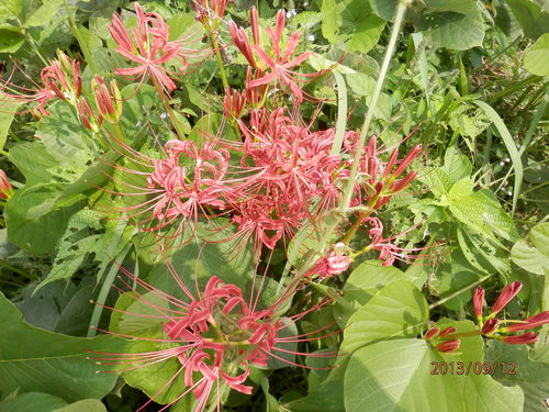 金勝川　　　秋の花