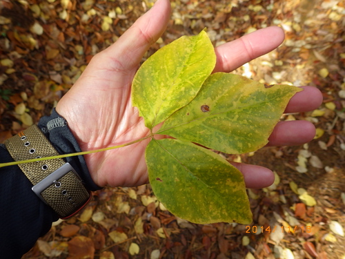 11月16日　 菅山寺