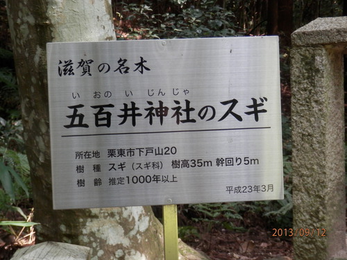 金勝川　　　秋の花