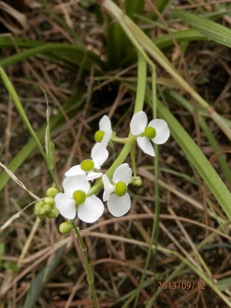 金勝川　　　秋の花