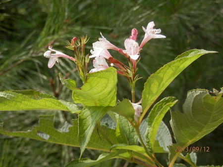 金勝川　　　秋の花
