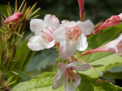 金勝川　　　秋の花