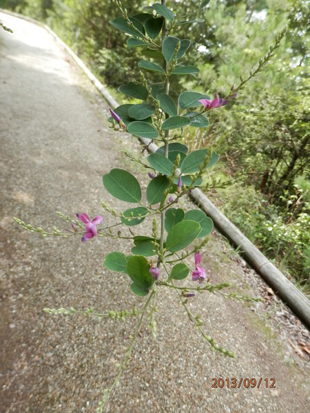 金勝川　　　秋の花