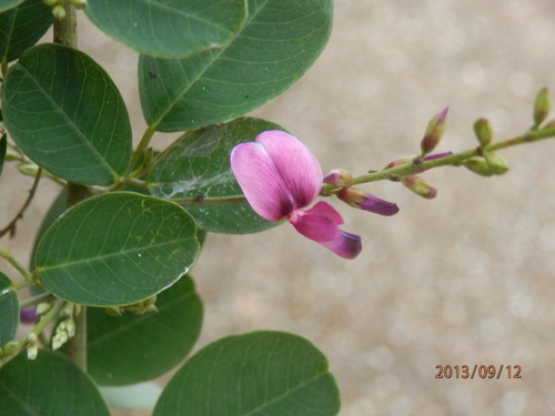 金勝川　　　秋の花
