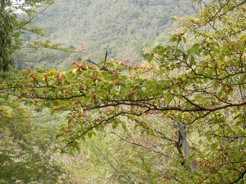 金勝川　　　秋の花