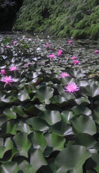 真夏の花     No.2