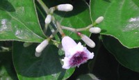 真夏の花     其の4