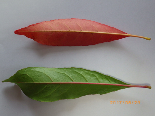 悠ちゃんの植物大好き 其の2 ホルトノキ