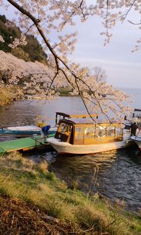 間もなく2013年お花見遊覧船ブログ再開