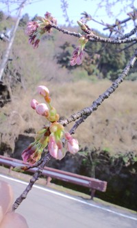 4/4桜情報