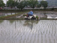 24年度　田植え