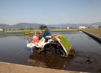 田植え