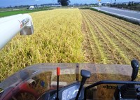 田んぼの稲刈り！