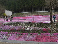 Shibazakura of Kunita Fam.